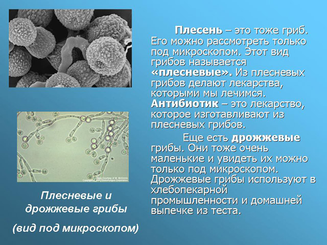 Проект 9 класс биология плесень